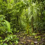 A Khaya Grandifoliola permite a adaptação do Mogno Africano aos solos brasileiros.