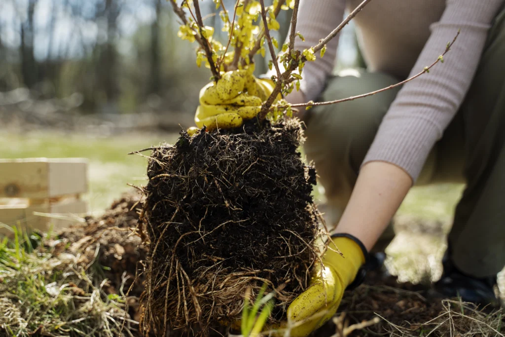 Os projetos florestais impactam a sociedade através do reflorestamento e do desenvolvimento comunitário.