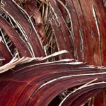 Explore as qualidades do Mogno Africano e entenda sua ascensão no mercado premium das Madeiras nobres brasileiras, unindo luxo e sustentabilidade.