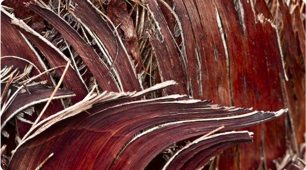 Explore as qualidades do Mogno Africano e entenda sua ascensão no mercado premium das Madeiras nobres brasileiras, unindo luxo e sustentabilidade.