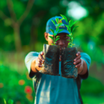 Mudas de Mogno Africano de alta performance: o futuro da silvicultura sustentável. Invista em qualidade genética e certificação com a Selva Florestal.