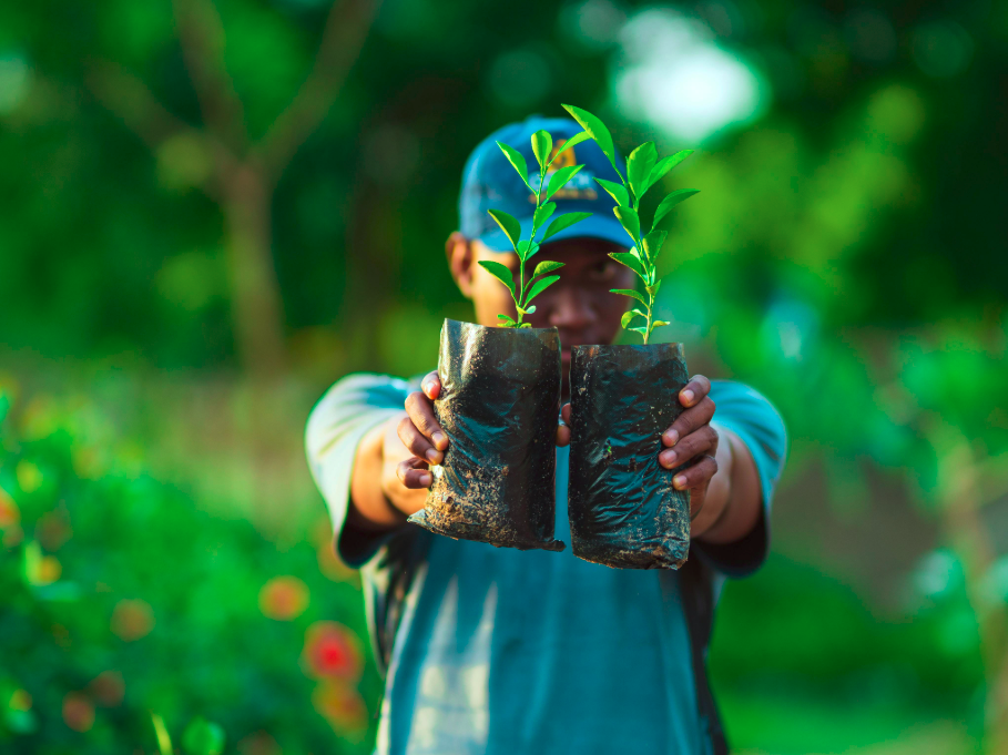 Mudas de Mogno Africano de alta performance: o futuro da silvicultura sustentável. Invista em qualidade genética e certificação com a Selva Florestal.