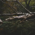 madeiras nobres brasileiras