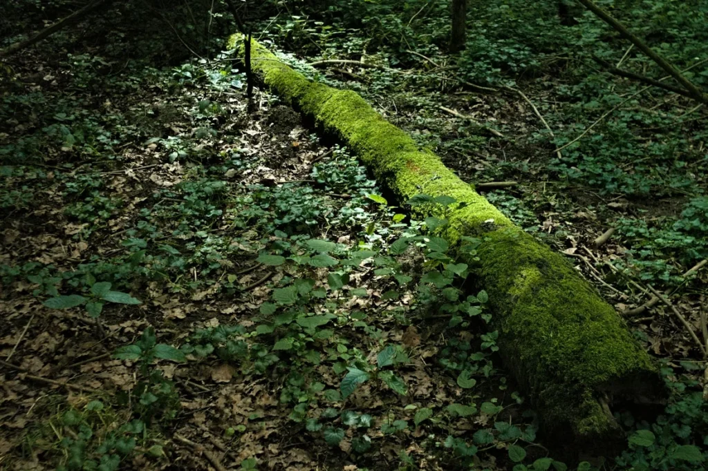 Mudas de Mogno Africano