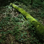 Mudas de Mogno Africano