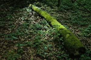 Mudas de Mogno Africano