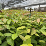 Khaya Grandifoliola: Dominando a adaptação climática para um cultivo robusto no Brasil