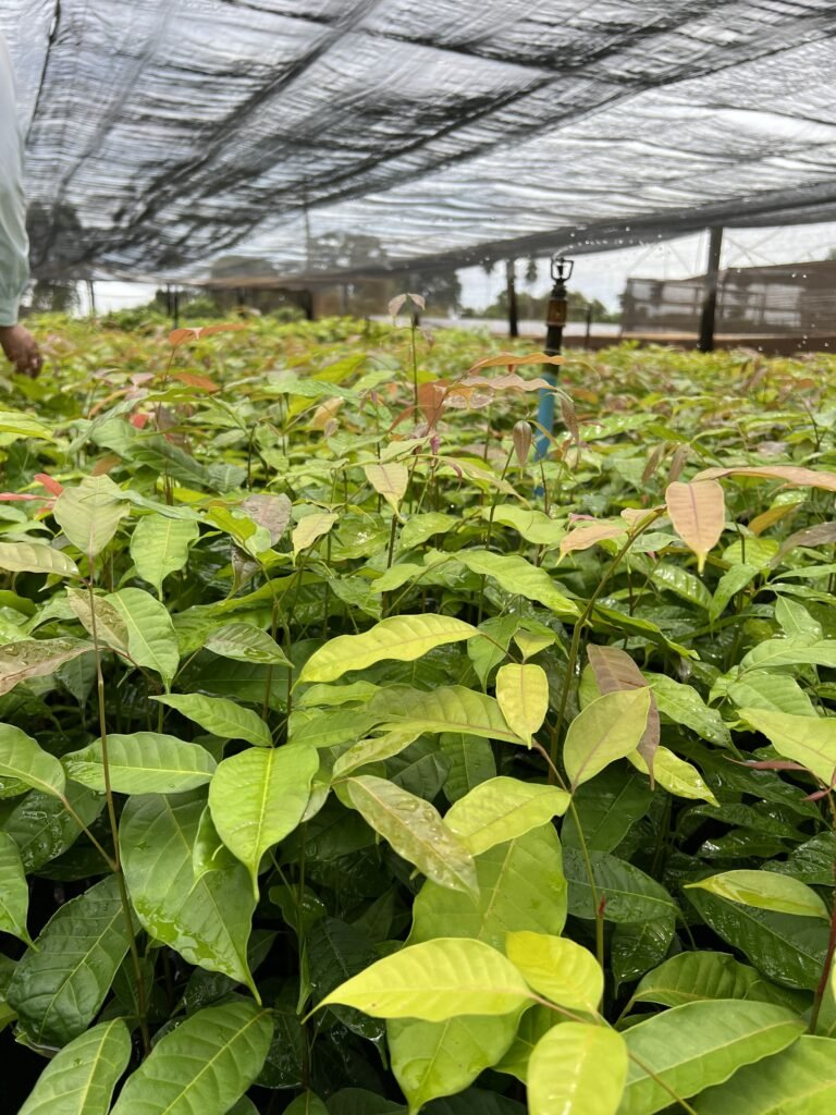 Khaya Grandifoliola: Dominando a adaptação climática para um cultivo robusto no Brasil
