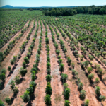 Invista em Mudas de Mogno Africano de alto rendimento com o poder do melhoramento genético. Garanta florestas produtivas e sustentáveis.