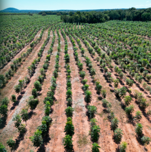 Invista em Mudas de Mogno Africano de alto rendimento com o poder do melhoramento genético. Garanta florestas produtivas e sustentáveis.
