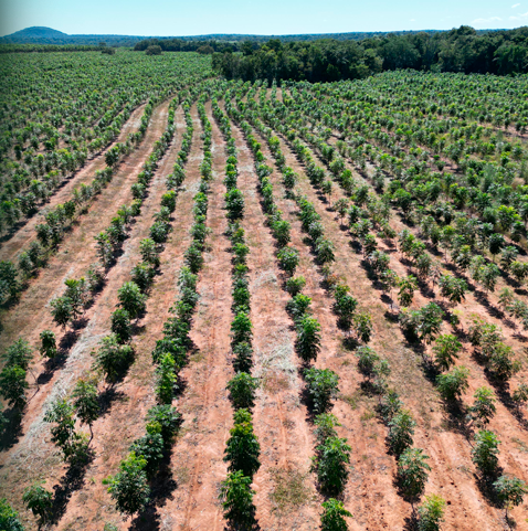 Invista em Mudas de Mogno Africano de alto rendimento com o poder do melhoramento genético. Garanta florestas produtivas e sustentáveis.