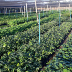 Descubra como maximizar o valor do Mogno Africano em toda a cadeia de produção, da floresta ao mercado, com estratégias de rastreabilidade, integração e certificação.
