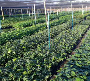 Descubra como maximizar o valor do Mogno Africano em toda a cadeia de produção, da floresta ao mercado, com estratégias de rastreabilidade, integração e certificação.