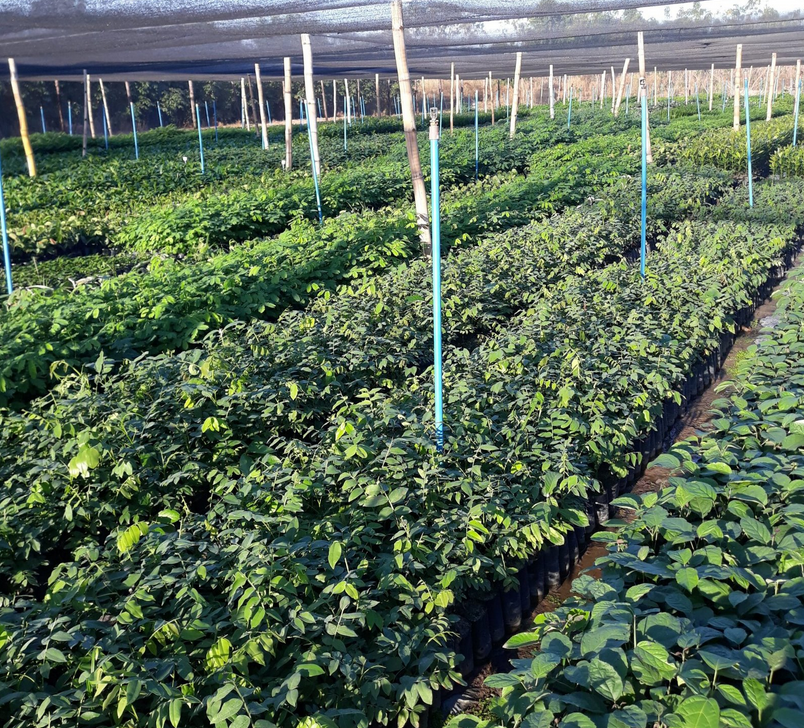 Descubra como maximizar o valor do Mogno Africano em toda a cadeia de produção, da floresta ao mercado, com estratégias de rastreabilidade, integração e certificação.