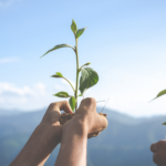 Selva Florestal integra ESG ao mogno africano, promovendo sustentabilidade, responsabilidade corporativa e valor de mercado. Saiba mais!