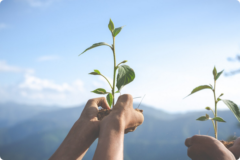 Selva Florestal integra ESG ao mogno africano, promovendo sustentabilidade, responsabilidade corporativa e valor de mercado. Saiba mais!