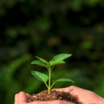 Descubra como a Tecnologia e Inovação está revolucionando a silvicultura de mogno africano, garantindo um futuro mais sustentável e produtivo.