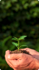 Descubra como a Tecnologia e Inovação está revolucionando a silvicultura de mogno africano, garantindo um futuro mais sustentável e produtivo.