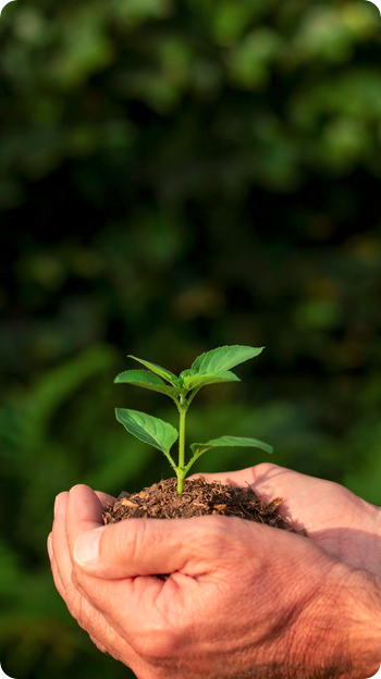 Descubra como a Tecnologia e Inovação está revolucionando a silvicultura de mogno africano, garantindo um futuro mais sustentável e produtivo.