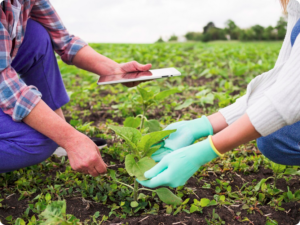 Desvende a CPR Verde e como ela impulsiona o financiamento verde para projetos florestais sustentáveis. Conheça seus benefícios para produtores e investidores.