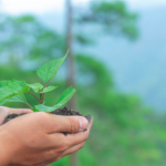 Descubra como a Otimização de Microclimas Florestais impulsiona o crescimento do Mogno Africano, reduz riscos e maximiza a rentabilidade.