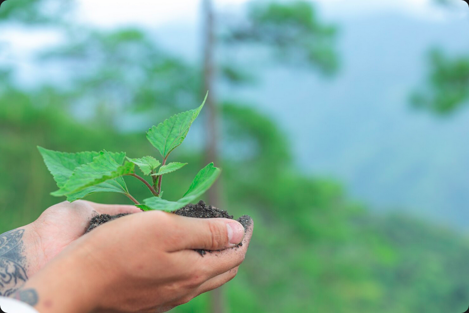 Descubra como a Otimização de Microclimas Florestais impulsiona o crescimento do Mogno Africano, reduz riscos e maximiza a rentabilidade.