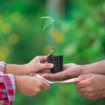 Desvende o Cenário Regulatório Florestal para mogno africano. Conheça desafios e oportunidades para investir com segurança e rentabilidade.