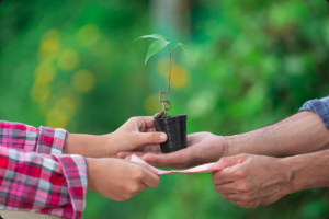 Desvende o Cenário Regulatório Florestal para mogno africano. Conheça desafios e oportunidades para investir com segurança e rentabilidade.