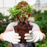 Descubra como a Biotecnologia Mogno Africano revoluciona o reflorestamento, garantindo produtividade, resistência e madeira de alto valor. Saiba mais!