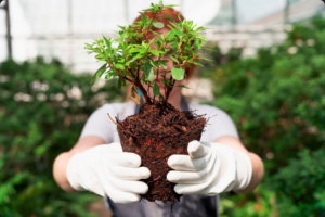 Descubra como a Biotecnologia Mogno Africano revoluciona o reflorestamento, garantindo produtividade, resistência e madeira de alto valor. Saiba mais!