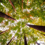 Descubra como a Selva Florestal otimiza a Resiliência Florestal Mogno Africano. Proteja seu investimento com planejamento, manejo e tecnologia para um futuro verde.