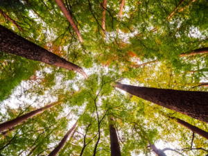 Descubra como a Selva Florestal otimiza a Resiliência Florestal Mogno Africano. Proteja seu investimento com planejamento, manejo e tecnologia para um futuro verde.