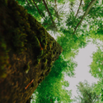 Maximize seu investimento florestal com otimização de microclimas. Descubra técnicas para aumentar a produtividade do Mogno Africano e a resiliência do seu plantio.