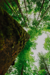 Maximize seu investimento florestal com otimização de microclimas. Descubra técnicas para aumentar a produtividade do Mogno Africano e a resiliência do seu plantio.