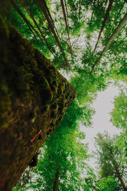 Maximize seu investimento florestal com otimização de microclimas. Descubra técnicas para aumentar a produtividade do Mogno Africano e a resiliência do seu plantio.