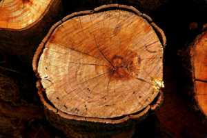 Descubra as Aplicações Inovadoras Mogno Africano em música, design e luxo. Conheça seu potencial sustentável e valor para mercados premium.