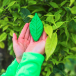 Descubra como o Desenvolvimento Regional Mogno Africano impulsiona economias, gera empregos e promove sustentabilidade com a Selva Florestal.