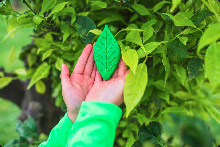 Descubra como o Desenvolvimento Regional Mogno Africano impulsiona economias, gera empregos e promove sustentabilidade com a Selva Florestal.