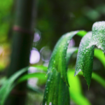 Otimize o Manejo Hídrico Florestal do Mogno Africano com as soluções da Selva Florestal. Aumente produtividade, resiliência e qualidade da madeira de forma sustentável.