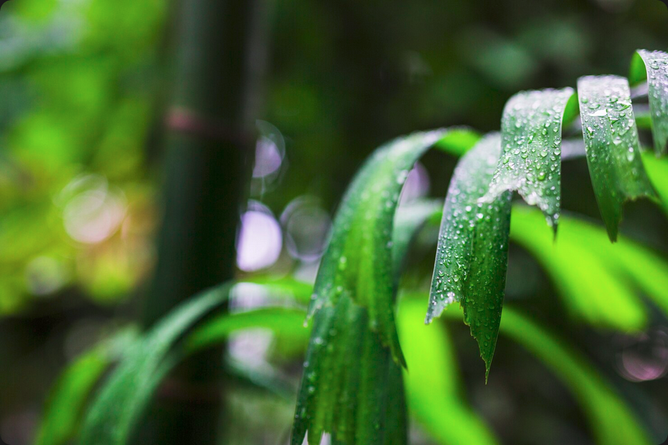 Otimize o Manejo Hídrico Florestal do Mogno Africano com as soluções da Selva Florestal. Aumente produtividade, resiliência e qualidade da madeira de forma sustentável.