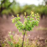 Maxime o crescimento e resiliência do Mogno Africano com a Otimização de Microclimas Florestais da Selva Florestal. Descubra técnicas avançadas para seu plantio.