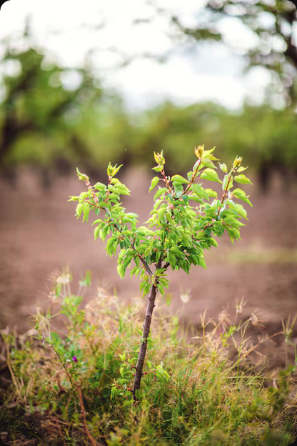 Maxime o crescimento e resiliência do Mogno Africano com a Otimização de Microclimas Florestais da Selva Florestal. Descubra técnicas avançadas para seu plantio.