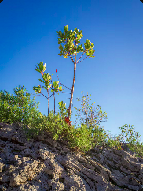Maxime o crescimento e resiliência do Mogno Africano com a Otimização de Microclimas Florestais da Selva Florestal. Descubra técnicas avançadas para seu plantio.