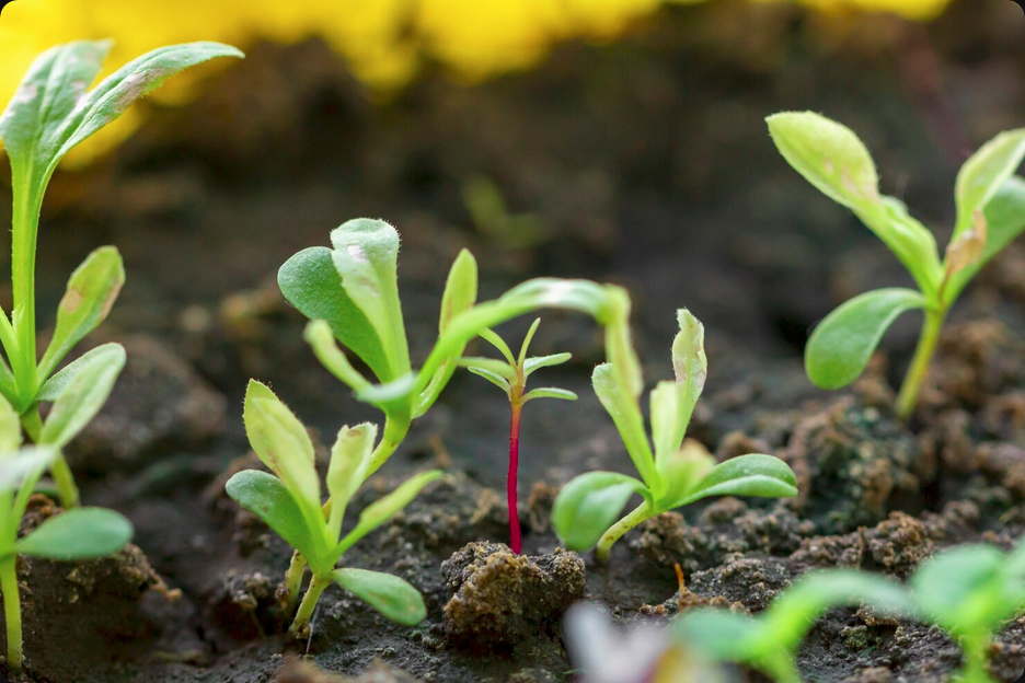 Maxime o crescimento e resiliência do Mogno Africano com a Otimização de Microclimas Florestais da Selva Florestal. Descubra técnicas avançadas para seu plantio.