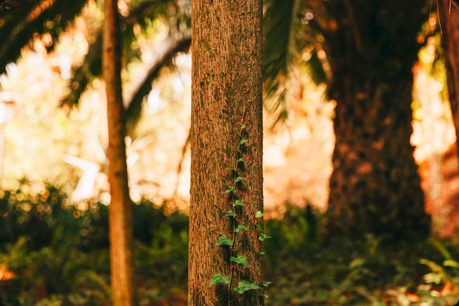 Descubra as Aplicações Inovadoras Mogno Africano: de instrumentos a design e tecnologia, redefina o luxo sustentável com a qualidade e ética da Selva Florestal.