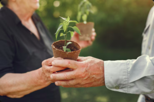 Descubra como Florestas como Herança Sustentável, especialmente com Mogno Africano, criam um legado financeiro, ambiental e social para as gerações futuras.