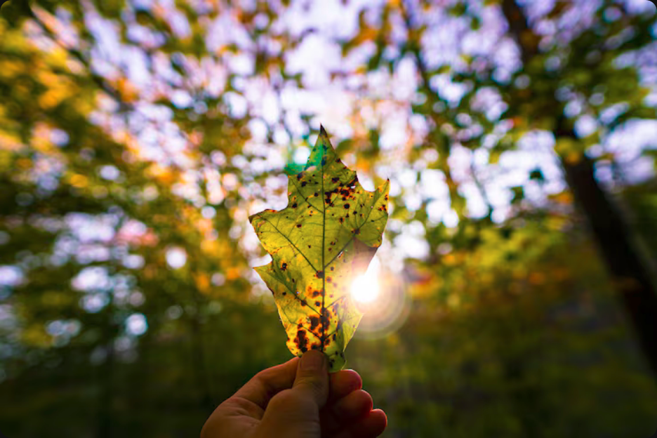 Descubra como Florestas como Herança Sustentável, especialmente com Mogno Africano, criam um legado financeiro, ambiental e social para as gerações futuras.
