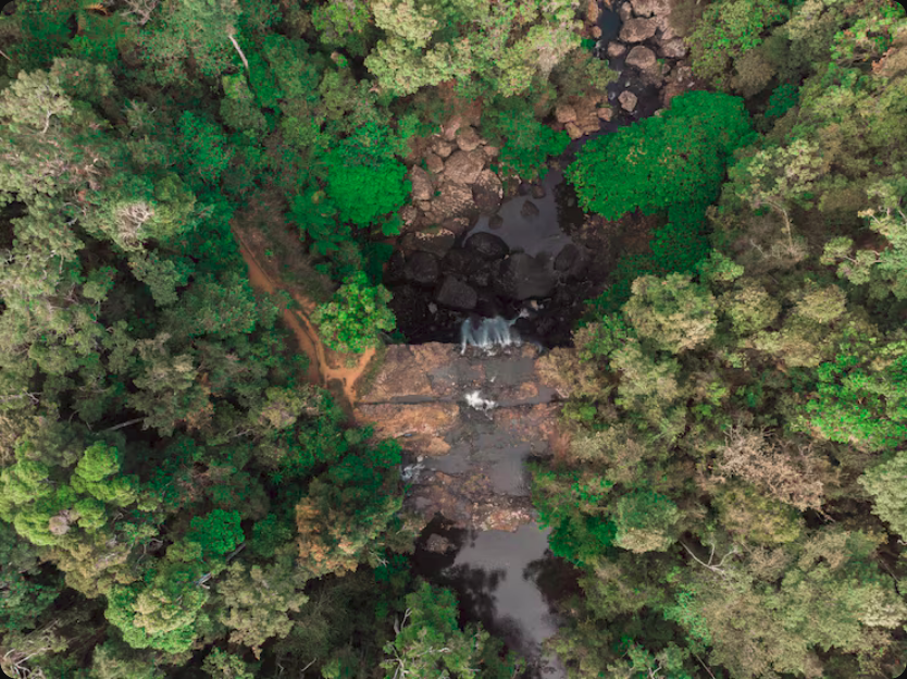 O Monitoramento Florestal Inteligente da Selva Florestal protege seu Mogno Africano. Detecção precoce de pragas, drones e IA para maximizar sua rentabilidade.