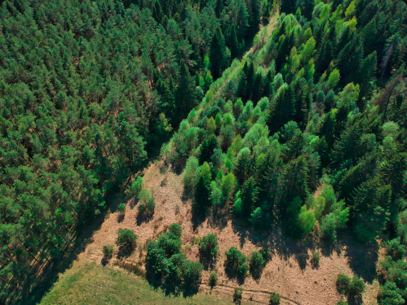 Descubra como o Desenvolvimento Regional Mogno Africano impulsiona economias locais, gera empregos e promove a sustentabilidade com a Selva Florestal.