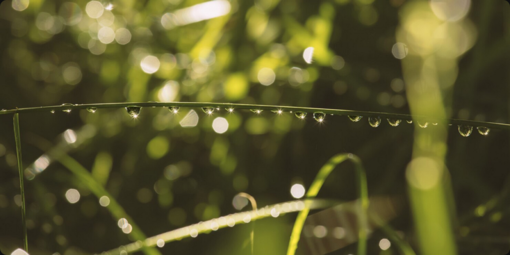Descubra a importância do Manejo Hídrico Florestal e da irrigação inteligente para o mogno africano. Otimize recursos e garanta sucesso.